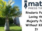 Rivularis Palm Loving the Majesty Palm Without Killing It