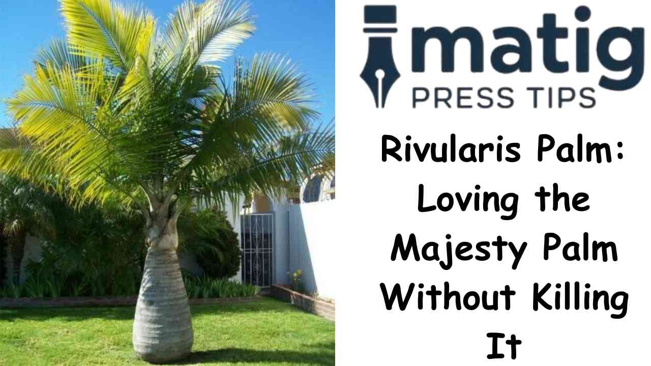 Rivularis Palm Loving the Majesty Palm Without Killing It
