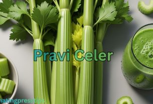 Pravi Celer